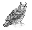 female drum